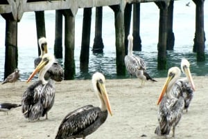 Lima: Lunuhuaná Extremo All In +Cerro Azul +Rafting +Cuatrimoto +Canopy