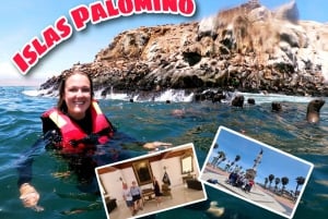 Lima: Aventura de natación en el océano con leones marinos juguetones