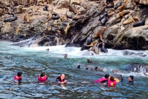Lima: przygoda z pływaniem w oceanie z figlarnymi lwami morskimi