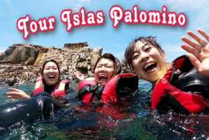 Lima: Uimaseikkailu merellä leikkivien merileijonien kanssa