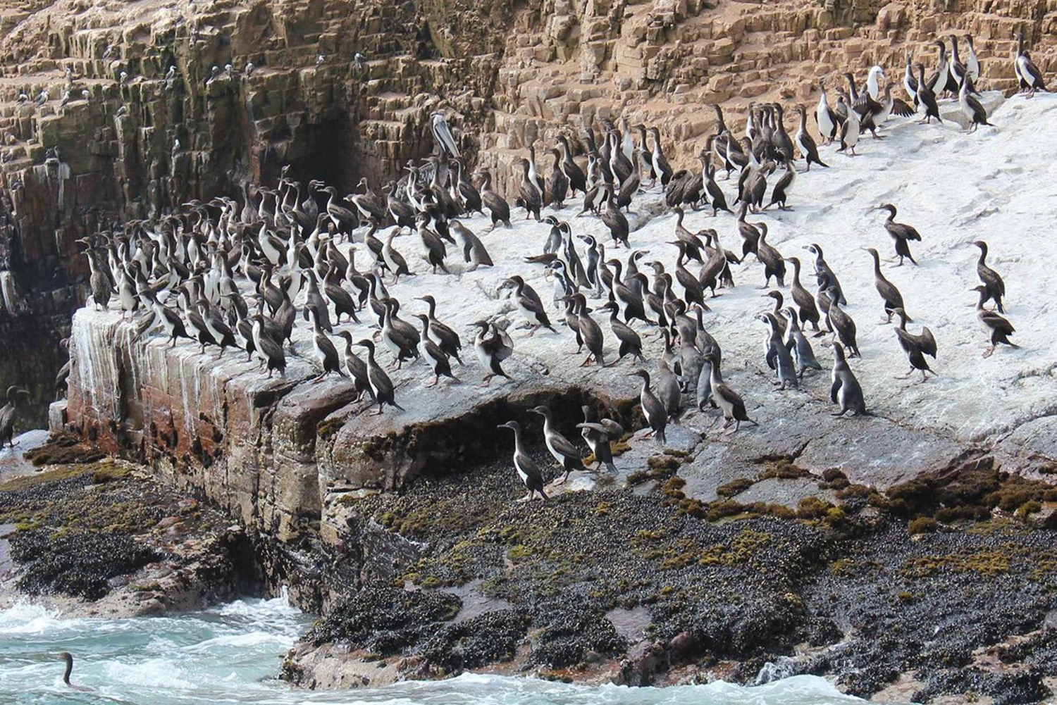 Lima: Palomino Islands by yacht with a swim with sea lions