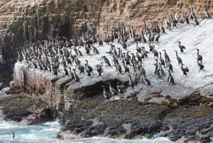 Lima: Palomino Islands by yacht with a swim with sea lions