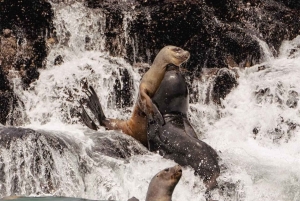 Lima: Palomino Islands by yacht with a swim with sea lions