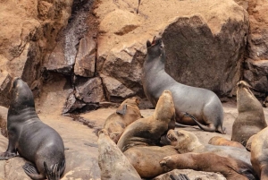 Lima: Palomino Islands by yacht with a swim with sea lions