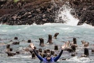 Lima: Palomino Islands by yacht with a swim with sea lions