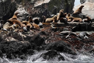 Lima: Palomino Islands by yacht with a swim with sea lions
