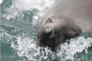 Lima: Palomino Islands Private Tour & Sea Lions + Pick-Up
