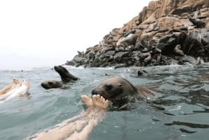 Lima: Palomino Islands Private Tour & Sea Lions + Pick-Up