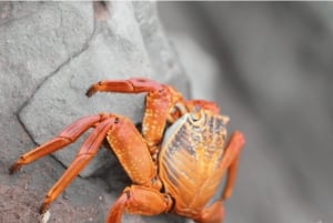 Lima: Palomino Islands Private Tour & Sea Lions + Pick-Up