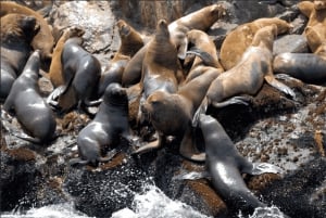 Lima: Palomino Islands Private Tour & Sea Lions + Pick-Up
