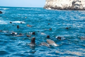 Lima: Palomino Islands Private Tour & Sea Lions + Pick-Up