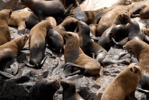 Lima: Palomino Islands Private Tour & Sea Lions + Pick-Up