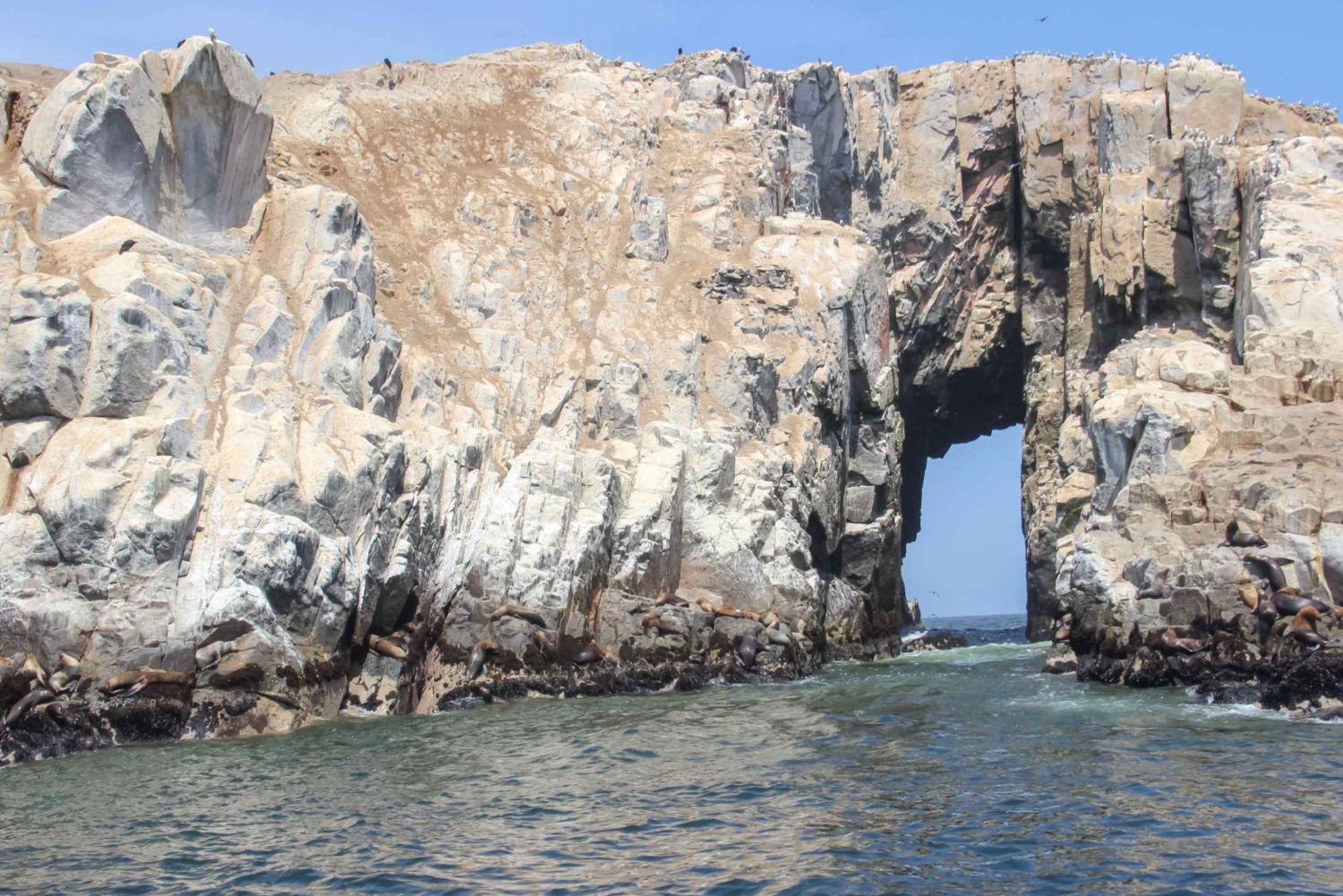 Lima: Palomino Islands Speedboat Tour & Swim with Sea Lions
