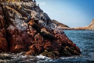 Lima: Paracas & Huacachina Oasis Day Trip with Wine & Dunes