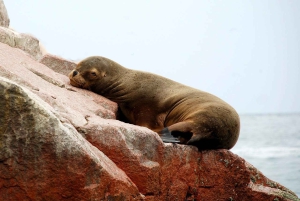 Lima: Paracas & Huacachina Oasis Day Trip with Wine & Dunes