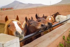 Lima: Premium Peruvian Horse Show with Lunch & Transfers