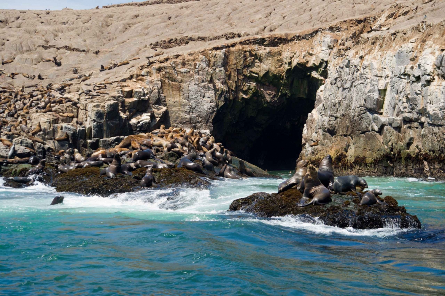 Lima: Merileijona-uinti ja villieläinten Palomino-saarten risteilyretki