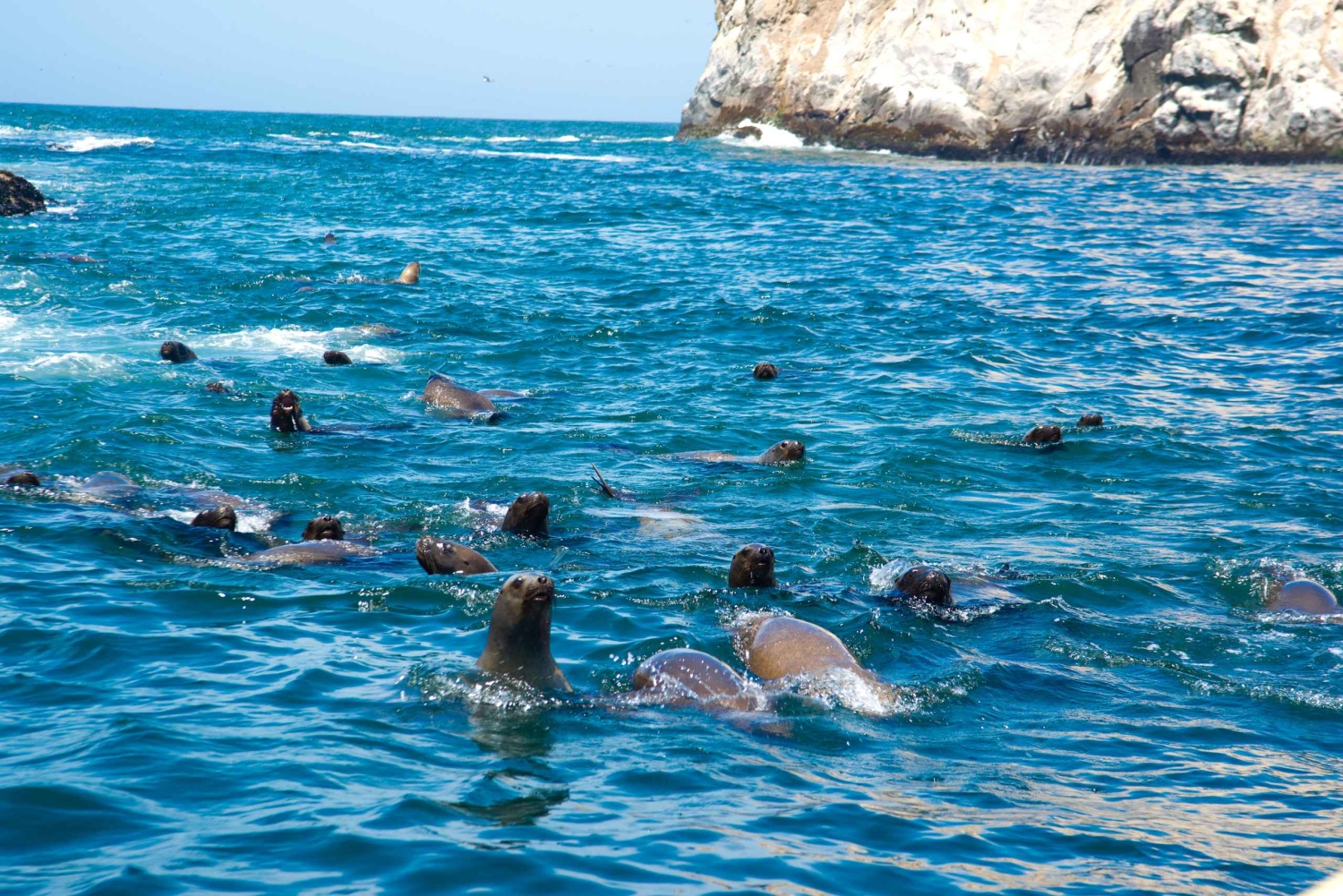 Lima: Sea Lion Swim and Wildlife Palomino Islands Cruise