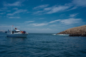 Lima: Svømmetur med sjøløver og cruise på Palomino-øyene