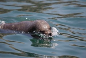 Lima: Sea Lion Swim and Wildlife Palomino Islands Cruise