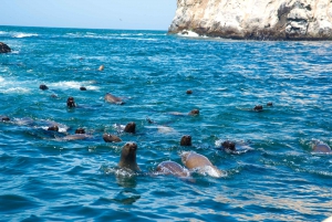 Lima: Nado con leones marinos y crucero por las Islas Palomino
