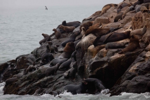 Lima: Nado com leões marinhos e cruzeiro pelas Ilhas Palomino com vida selvagem