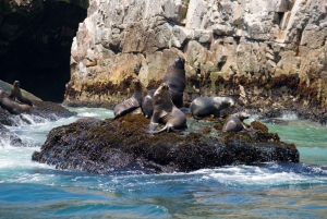 Lima: Zeeleeuwen zwemmen en wildlife cruise op de Palomino eilanden
