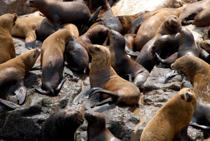 Lima: Sea Lion Swim and Wildlife Palomino Islands Cruise
