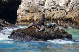 Lima: Sea Lion Swim and Wildlife Palomino Islands Cruise