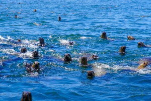 Lima: Swim with Wild Sea Lions at Palomino Islands
