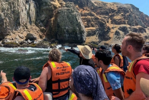 Callao: Swimming with Sea Lions Palomino Islands Boat Tour