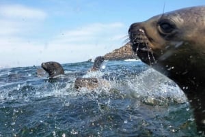 Lima: visita l'isola Palomino + 4 isole Callao + nuota con i leoni marini + biglietti