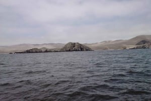Lima: visita l'isola Palomino + 4 isole Callao + nuota con i leoni marini + biglietti