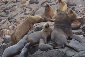 Lima: visita l'isola Palomino + 4 isole Callao + nuota con i leoni marini + biglietti