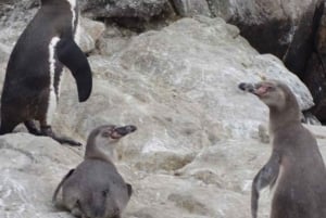Lima: visita l'isola Palomino + 4 isole Callao + nuota con i leoni marini + biglietti
