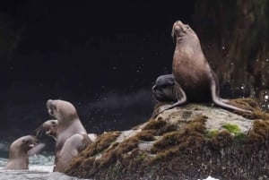 Lima: visita l'isola Palomino + 4 isole Callao + nuota con i leoni marini + biglietti