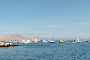 Lima: visita l'isola Palomino + 4 isole Callao + nuota con i leoni marini + biglietti