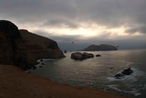 Lima: visita l'isola Palomino + 4 isole Callao + nuota con i leoni marini + biglietti