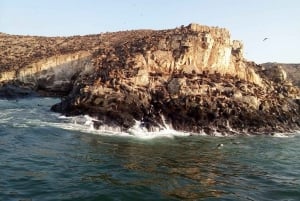 Lima: visita l'isola Palomino + 4 isole Callao + nuota con i leoni marini + biglietti