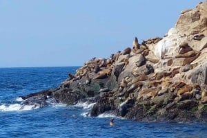 Lima: visita l'isola Palomino + 4 isole Callao + nuota con i leoni marini + biglietti