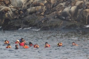 Lima: visita l'isola Palomino + 4 isole Callao + nuota con i leoni marini + biglietti