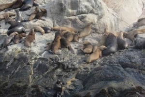Lima: visita l'isola Palomino + 4 isole Callao + nuota con i leoni marini + biglietti
