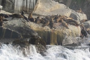 Lima: visita l'isola Palomino + 4 isole Callao + nuota con i leoni marini + biglietti