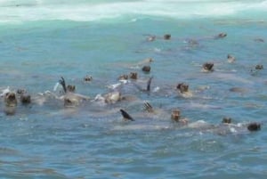 Lima: visita l'isola Palomino + 4 isole Callao + nuota con i leoni marini + biglietti