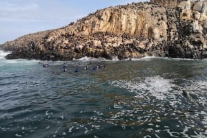 Lima: visita l'isola Palomino + 4 isole Callao + nuota con i leoni marini + biglietti