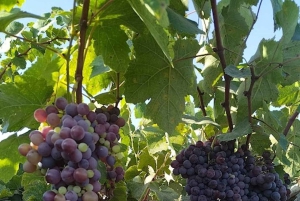 Lima: Transfer + Paracas + Huacachina + Sandboarding + Buggies