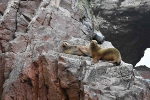 Lima: Transfer + Paracas + Huacachina + Sandboarding + Buggies