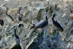 Lima: Transfer + Paracas + Huacachina + Sandboarding + Buggies