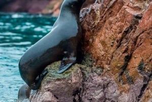 Lima: Transfer + Paracas + Huacachina + Sandboarding + Buggies