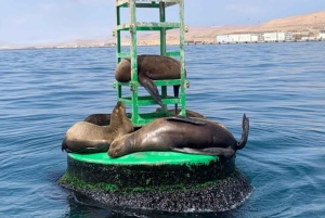 Lima: Transfer + Paracas + Huacachina + Sandboarding + Buggies